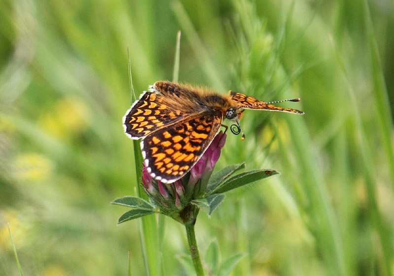 Melitaea didyma